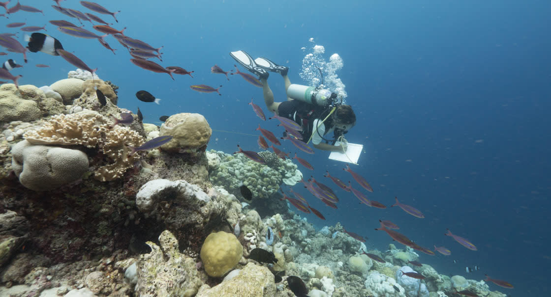 Coral Adoption Program in Maldivian  Resorts